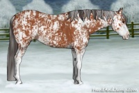Horse Color:Bay Sabino  and Bay Sabino 