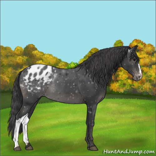 Horse Color:Black Appaloosa 