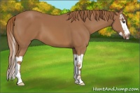 Horse Color:Chestnut Splash 