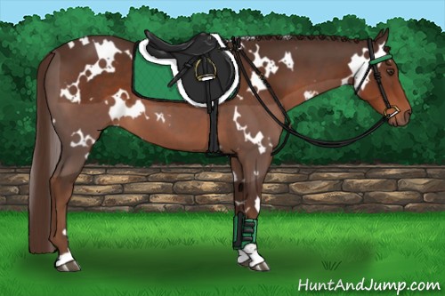 Horse Color:White Spotted Liver Chestnut Sabino 