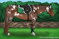 Horse Color:White Spotted Liver Chestnut Sabino 