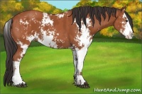 Horse Color:Bay Sabino  and Bay Sabino 