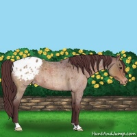 Horse Color:Chocolate Brown Roan Appaloosa 