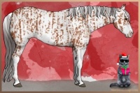 Horse Color:Bay Sabino  and Bay Sabino 
