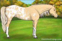 Horse Color:Palomino Dun Appaloosa 