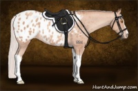Horse Color:Silver Classic Champagne Sabino Tobiano Appaloosa Rabicano