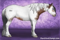 Horse Color:Bay Sabino Splash Tobiano Frame Rabicano 