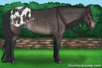 Horse Color:Platinum Brown Sabino Blanket 