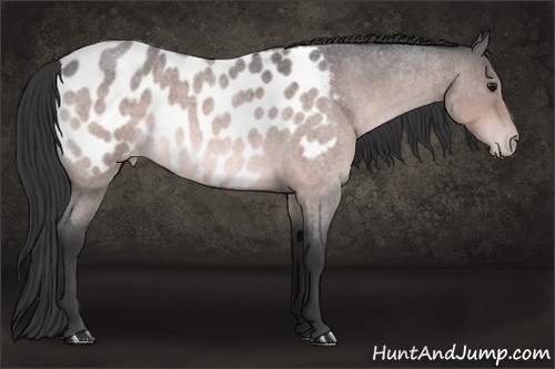 Horse Color:Platinum Bay Roan Sabino Appaloosa 