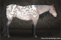 Horse Color:Platinum Bay Roan Sabino Appaloosa 