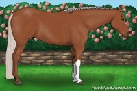 Horse Color:Silver Bay 