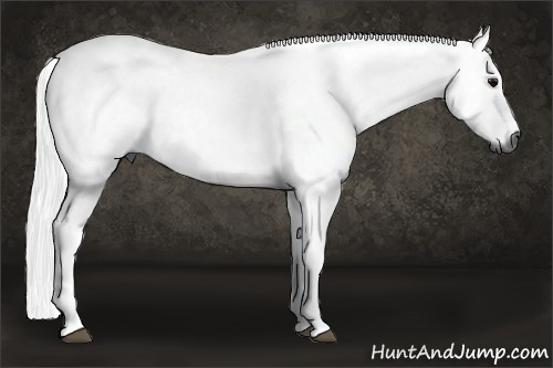 Horse Color:Gray Black 
