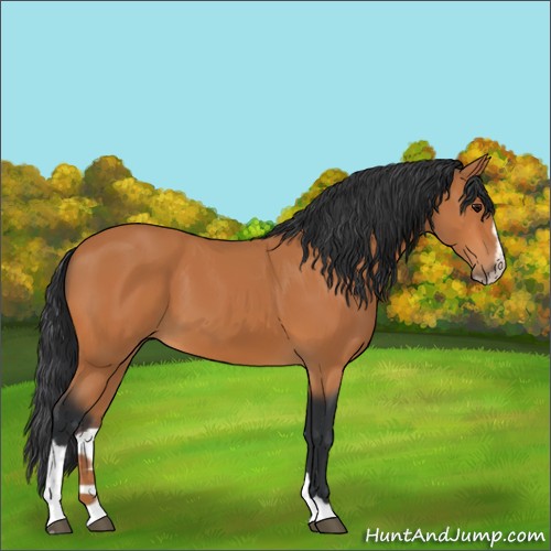 Horse Color:Bay Sabino 