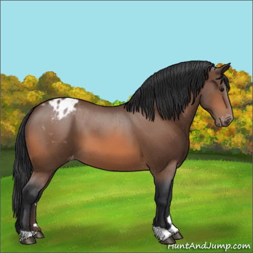 Horse Color:Bay Appaloosa 
