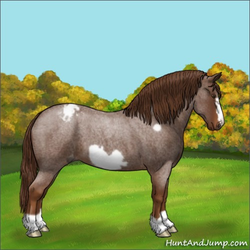 Horse Color:Gray Red Roan Frame Appaloosa 