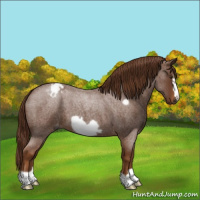 Horse Color:Gray Red Roan Frame Appaloosa 