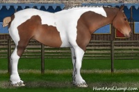 Horse Color:Liver Chestnut Tobiano