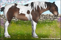 Horse Color:Brown Tobiano