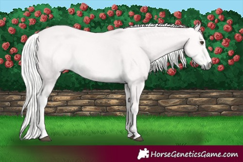 Horse Color:Platinum Palomino  and Platinum Palomino 