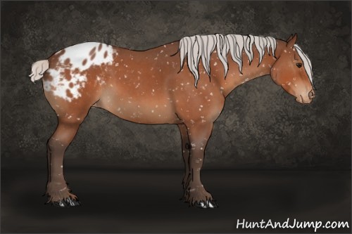 Horse Color:Silver Bay Roan Appaloosa