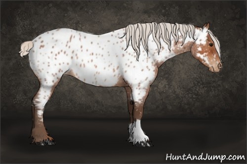 Horse Color:Silver Bay Roan Near Leopard