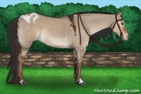 Horse Color:Liver Red Dun Appaloosa 