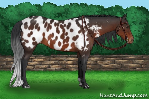 Horse Color:Brown Appaloosa 