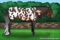 Horse Color:Brown Appaloosa 