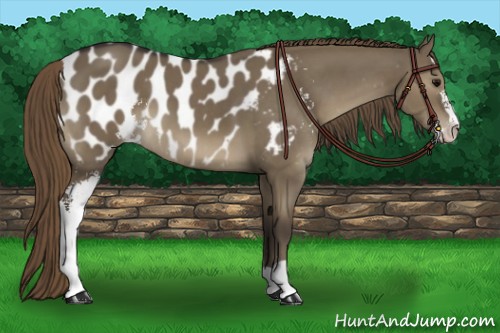 Horse Color:Smoky Grullo Sabino Appaloosa 