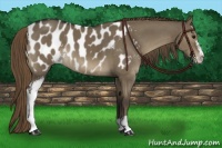 Horse Color:Smoky Grullo Sabino Appaloosa 