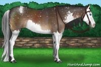 Horse Color:Brown Sabino Splash Appaloosa 