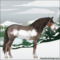 Horse Color:Liver Red Roan Sabino Frame