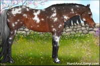 Horse Color:White Spotted Brown Appaloosa 