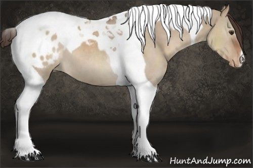 Horse Color:Liver Red Dun Tobiano Appaloosa