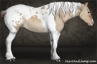 Horse Color:Liver Red Dun Tobiano Appaloosa 
