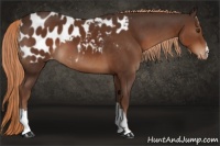 Horse Color:Liver Chestnut Appaloosa