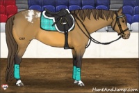 Horse Color:Buckskin Varnish 