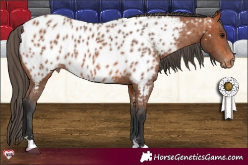 Horse Color:Bay Appaloosa 