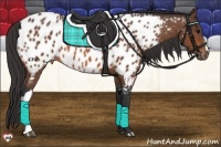 Horse Color:Bay Appaloosa 