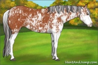 Horse Color:Bay Sabino  and Bay Sabino Splash 