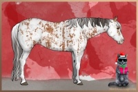 Horse Color:Bay Sabino  and Bay Sabino 