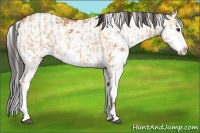 Horse Color:Bay Dun Sabino  and Bay Dun Sabino 