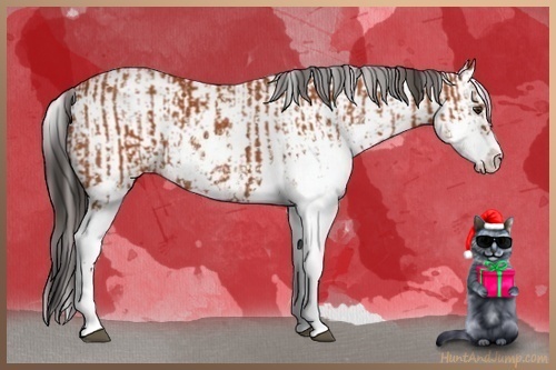 Horse Color:Bay Sabino  and Bay Sabino Appaloosa 