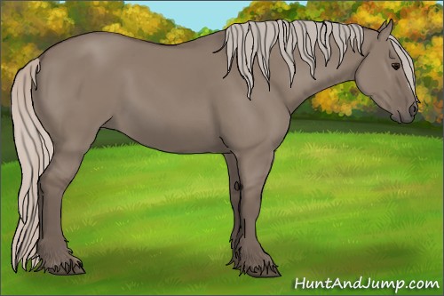 Horse Color:Silver Grullo 