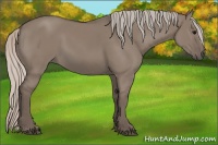 Horse Color:Silver Grullo 