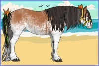 Horse Color:White Spotted Bay Splash  and White Spotted Bay Splash 