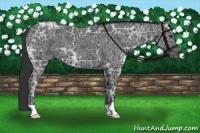 Horse Color:Black Ice 