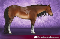 Horse Color:Gray Bay Tobiano 