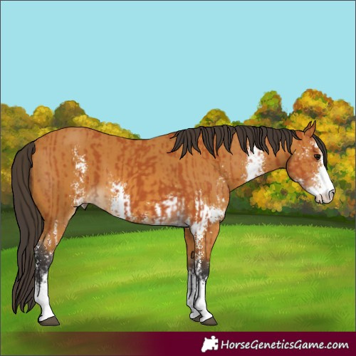 Horse Color:Bay Sabino and Buckskin Sabino