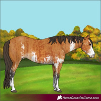 Horse Color:Bay Sabino and Buckskin Sabino